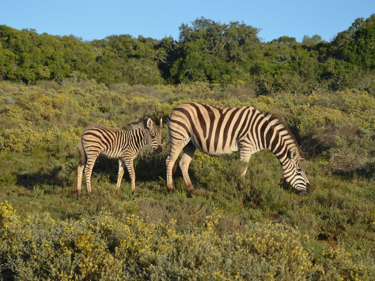 Game drives in Zuid-Afrika, wij bezochten 3&nbsp;parken