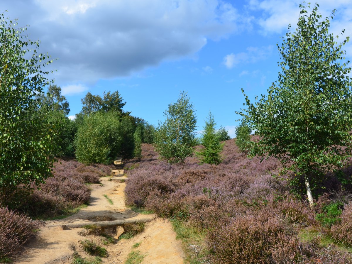 Bezoek de bloeiende paarse&nbsp;heide!